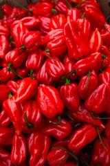 Colorful paprika or pepper chili background.
