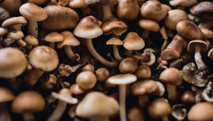 A close up of a pile of mushrooms