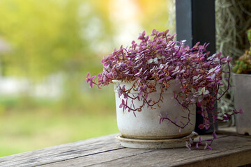 Creeping Basket Plant is a leafy plant with a succulent stem. Can branch and grow about 50-60 cm....