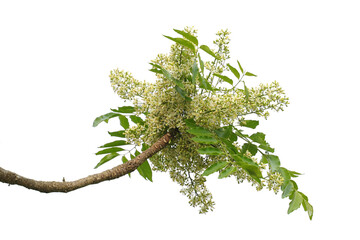 Siamese neem tree has feathery compound leaves. The leaves are smooth, shiny green. The flowers...