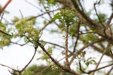 Siamese neem tree has feathery compound leaves. The leaves are smooth, shiny green. The flowers appear in clusters at the ends of the branches while the young leaves are soft white.