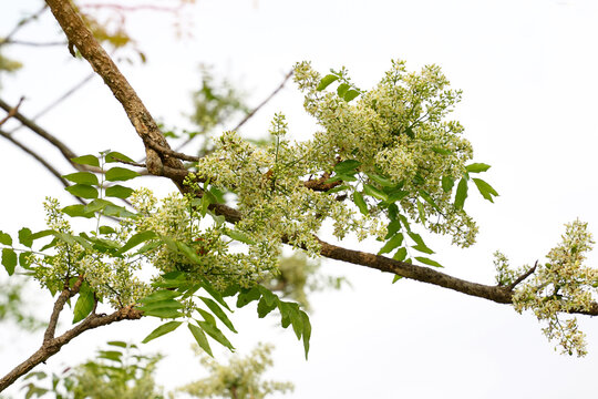 Siamese neem tree has feathery compound leaves. The leaves are smooth, shiny green. The flowers appear in clusters at the ends of the branches while the young leaves are soft white.