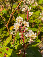 Persicaria chinensis that grows on Doi Inthanon, Thailand