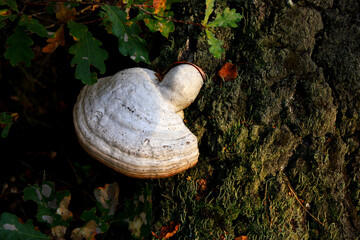 Tinder Fungus, Germany

