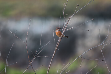 beautiful bird Western Stonechat sitting on a thin branch
