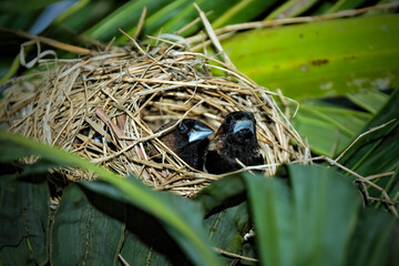 Javan Munia (Lonchura leucogastroides)