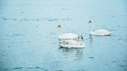 Fototapeta premium Beautiful white swans swim on the river