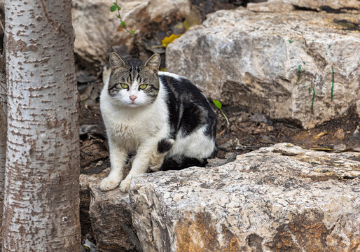 beautiful cat sits on the stones