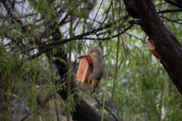 Acrobatic fox squirrel getting into a bird feeder