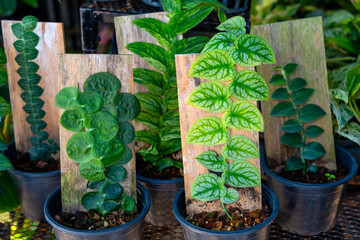 Monstera Dubia growth tree growing on a board artificial support, pots with plants at the market...