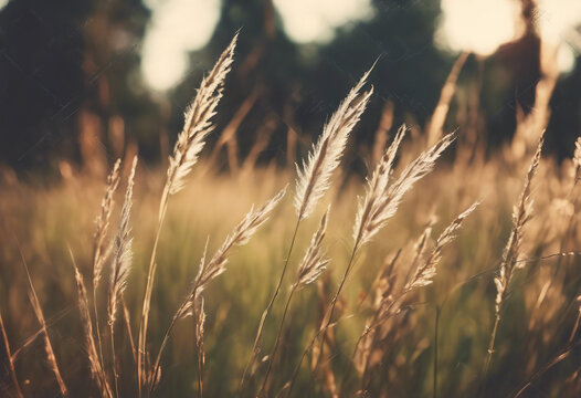 Wild grass in the forest at sunset Macro image shallow depth of field Abstract summer nature background