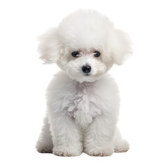 Cute Maltese puppy with big eyes isolated on transparent background.