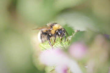 European bee sucking pollen and nectar