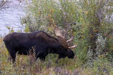 Bull Moose During the Fall Rut in Wyoming