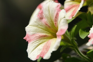 Closeup of a soft pink and cream petunia flower against a dark background