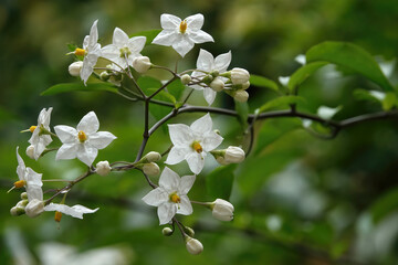 Pretty small white flowers and buds on a branch with green background