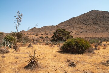 Paisaje desértico con plantas de agave. Agave americana, junto a la playa de Los Genoveses, en San José, Almería, España. Parque natural de Cabo de Gata.