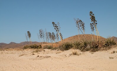 Plantas de agave, Agave americana, en las dunas de arena costeras. Playa de Los Genoveses, en San José, Almería, España. Parque natural de Cabo de Gata.