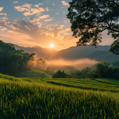 Green rice fields with sunrise sky