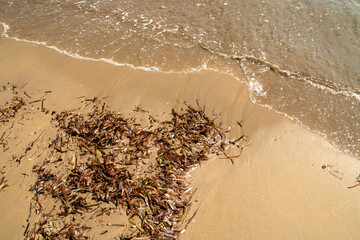 Restos de Posidonia oceanica en la playa de Los Genoveses, en San José, Almería, España. Olas en la orilla de la playa, en el parque natural de Cabo de Gata.