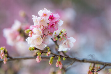 Pink sakura flower on the tree