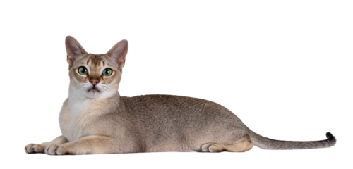 Handsome young adult Singapura cat, laying down side ways. Looking straight at camera with mesmerising green eyes. Isolated cutout on a transparent background.