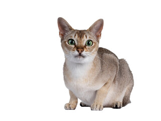 Handsome young adult Singapura cat, laying down facing front. Looking straight at camera with mesmerising green eyes. Isolated cutout on a transparent background.