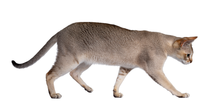 Handsome young adult Singapura cat, walking side ways Looking straight ahead away from camera with mesmerising green eyes. Isolatedcutout on a transparent background.