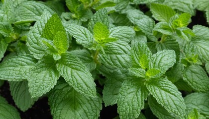 A close up of a mint plant with green leaves