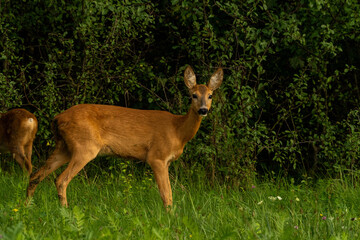 sarna, animal, wild  © Romek