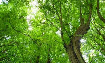 Obraz premium green leaves background, Herb wall, plant wall, natural green wallpaper and background. nature wall. Nature background of green forest