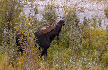 Fototapeta na wymiar Bull Moose During the Fall Rut in Wyoming