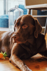 labrador retriever dog