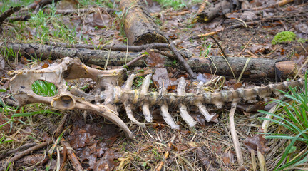 Close up photo of a deer skeleton in a forest, selective focus.