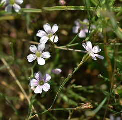 Détail d'un parterre d'Œillets saxifrage blancs (Petrorhagia saxifraga) fleurissant dans la nature.