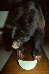 Ours noir; ursus americanus; tué par le Prince Albert de Monaco en 1913