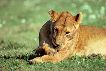 Lionne, Panthera leo, Parc national de Masai Mara, Kenya