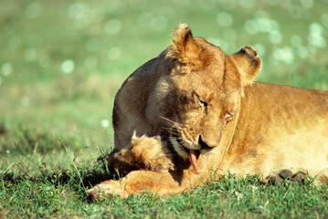 Lionne, Panthera leo, Parc national de Masai Mara, Kenya