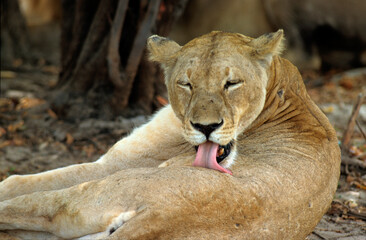 Lionne, Panthera leo, Parc national de Masai Mara, Kenya
