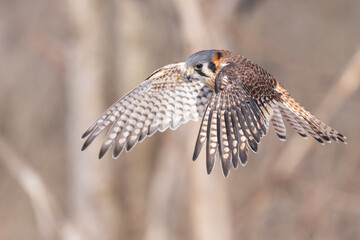 Female American kestrel (Falco sparverius)