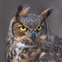 The great horned owl (Bubo virginianus) portrait