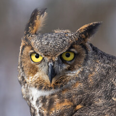 The great horned owl (Bubo virginianus) portrait