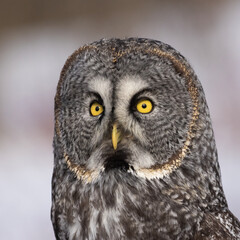 great grey owl (Strix nebulosa) portrait