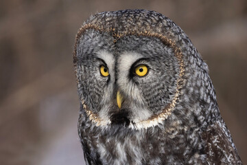 great grey owl (Strix nebulosa) portrait