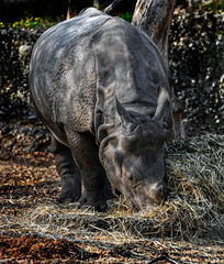 Great indian rhinoceros eats hay. Latin name - Rhinoceros unicornis	
