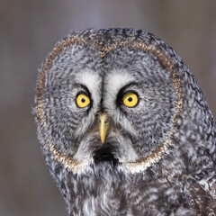 great grey owl (Strix nebulosa) portrait