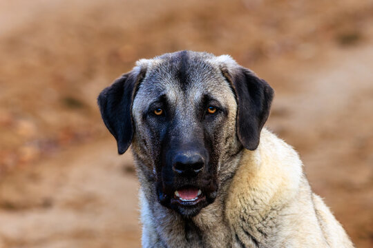  Beautiful close-up portrait of a young Kangal dog