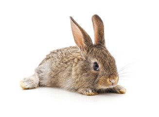 Grey baby rabbit.