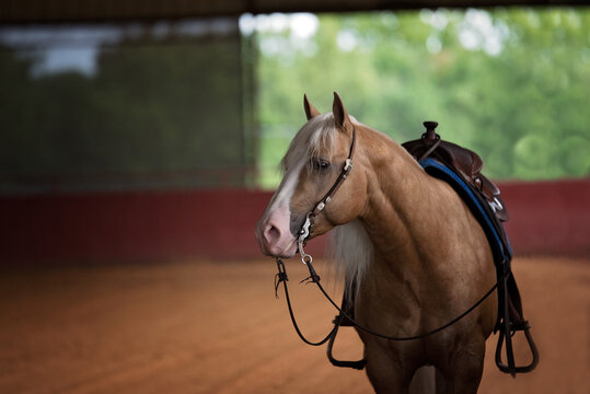 Palomino