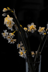 Beautiful narcissuses in a vase with black background